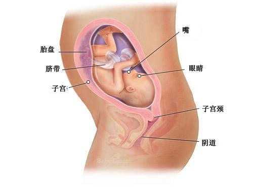 广州医院代孕：广州传承助孕_广州代孕代怀孕中介